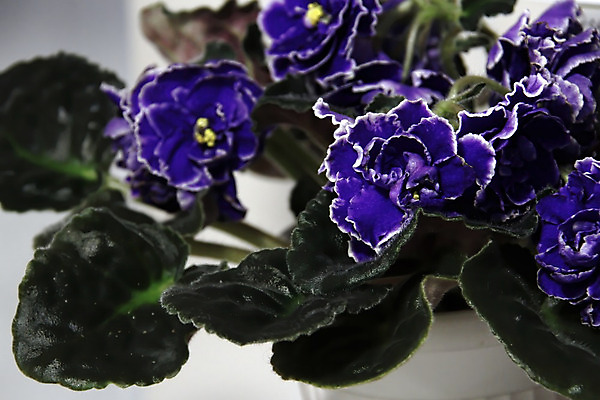 포토 JPG 해외이미지 식물 디자인 꽃잎 꽃 분홍색 꽃다발 백그라운드 잎 꽃무늬 패턴 자연 주택 취미 사람없음 내부 장식 초록색 컬러풀 정원 보라색 놀람 봄 벚꽃 신선 냄비 제비꽃 묘사 원예 내추럴 심기 영원 해외202004 해외포토 계절 감정 컬러 무늬 모션 표정 건물 솥 생태계 파일형식 이미지허브