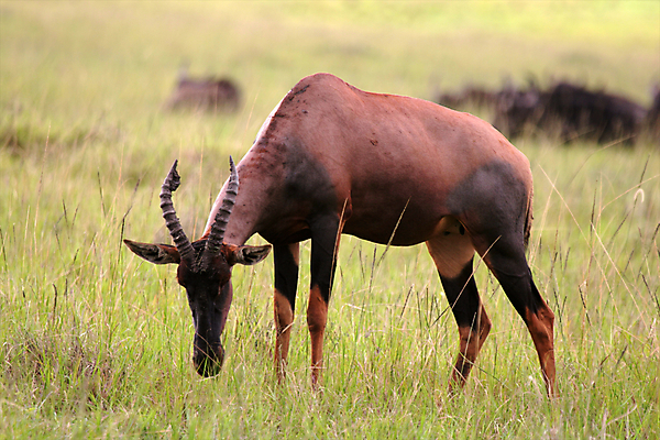 포토 JPG 해외이미지 동물 한마리 응시 야생동물 포유류 아프리카 자연 휴가 뿔 국립공원 서기 사람없음 야외 옆모습 가로 초록색 갈색 신혼여행 고독 사파리 영양 케냐 노려봄 가젤 보호구역 사바나 초식 탄자니아 평야 해외202004 해외포토 1 시선 공원 감정 나라 뷰포인트 컬러 결혼 모션 표정 생태계 구역 파일형식 이미지허브