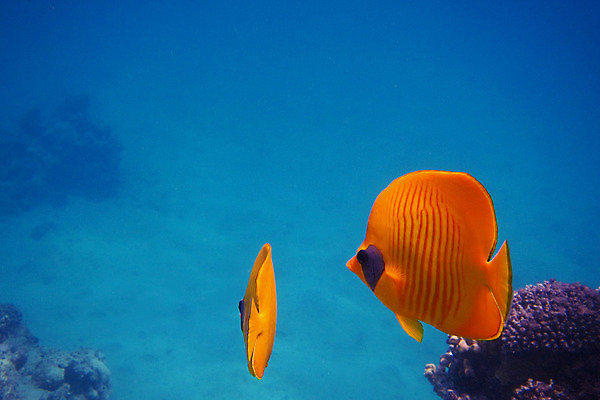 포토 JPG 해외이미지 동물 어린이 바다 여행 백그라운드 가족 자연 휴가 이집트 어류 사람없음 물 파란색 컬러풀 사진촬영 장비 스노클링 산호 먹기 돌고래 지느러미 암초 깊이 이국적 해외202004 해외포토 자연요소 컬러 포유류 관계 모션 아프리카 사람 촬영 수중동물 수상스포츠 자포동물 생태계 파일형식 이미지허브