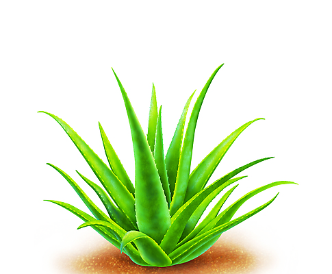 포토 JPG 해외이미지 식물 잎 일러스트 자연 경사 사람없음 장식 초록색 갈색 새싹 환경 정원 흙 봄 성장 나뭇가지 신선 닫기 작음 묘사 오브젝트 원예 진흙 내추럴 미니 그리너리 해외202004 해외포토 나무 계절 컬러 모션 취미 크기 생태계 파일형식 트랜드컬러 이미지허브