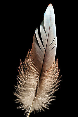 포토 JPG 해외이미지 동물 1 백그라운드 컨셉 날개 자연 조류 추상 잉크 사람없음 옆모습 세로 파란색 빛 반려동물 펜 노란색 평화 검은색 펼침 자유 수확 흰색 비행 우아함 공작 매끈함 자르기 순수 깃털 오브젝트 싱글 비둘기 앵무새 슛 부드러움 솜털 고립 깃털펜 옛날 해외202004 해외포토 뷰포인트 컬러 무늬 농업 모션 필기구 감각 생태계 파일형식 이미지허브