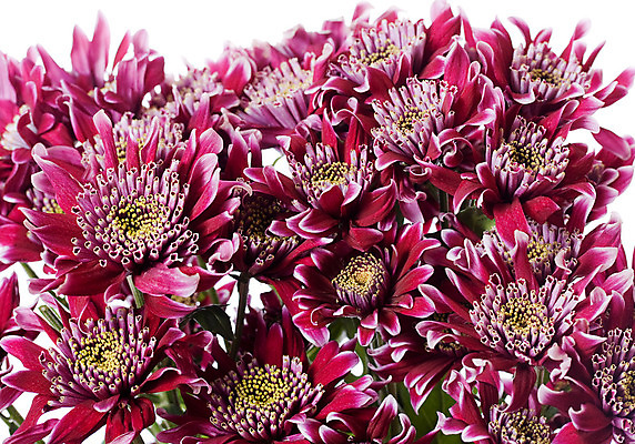 포토 JPG 해외이미지 식물 계절 꽃잎 꽃 줄기 꽃다발 잎 꽃무늬 자연 국화 사람없음 빨간색 초록색 머리 봄 활발 성장 벚꽃 흰색 그룹 다발 고립 줄서기 해외202004 해외포토 컬러 컨셉 무늬 모션 신체부위 생태계 파일형식 이미지허브