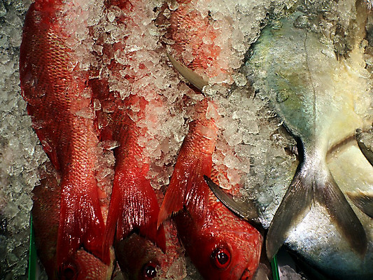 포토 JPG 해외이미지 탁자 어류 요리 사람없음 쇼핑 얼음 식사 신선 잡기 캘리포니아 해외202004 해외포토 자연요소 가구 모션 미국 수중동물 파일형식 이미지허브