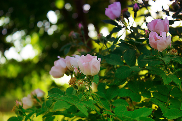 포토 JPG 해외이미지 나무 식물 계절 공원 꽃잎 꽃 줄기 잎 자연 새로움 사람없음 야외 가로 초록색 빛 태양 장미 환경 정원 봄 성장 벚꽃 나뭇가지 숲 4월 땅 해외202004 해외포토 자연요소 공공시설 컬러 컨셉 날짜 생태계 파일형식 이미지허브