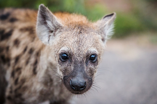 포토 JPG 해외이미지 동물 공원 야생동물 여행 포유류 아프리카 자연 웃음 사람없음 야외 게임 아기 점 황무지 보호 위험 사파리 질감 냄새 육식동물 사냥꾼 사바나 생태학 힘찬 해외202004 해외포토 직업 공공시설 교육 나라 컨셉 놀이 표정 사람 생태계 파일형식 이미지허브
