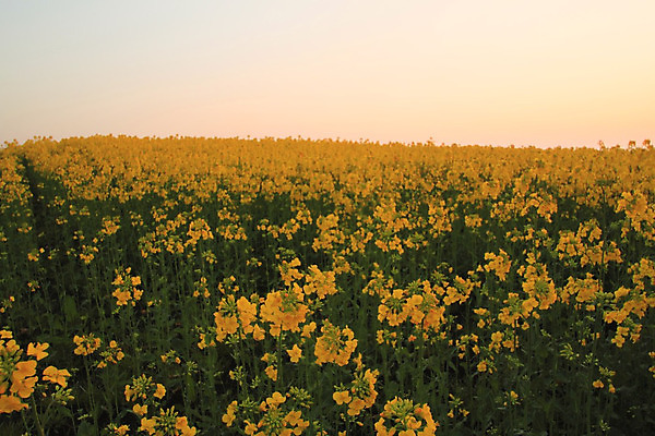 포토 JPG 해외이미지 꽃 바다 밭 농업 자연 풍경 사람없음 농작물 태양 농장 농경지 일본 일몰 성장 유채 밭일 카놀라 해외202004 해외포토 자연요소 식물 산업 아시아 노을 생태계 파일형식 이미지허브