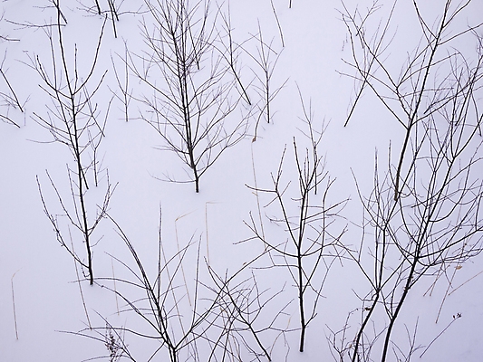 포토 JPG 해외이미지 나무 식물 계절 공원 도로 백그라운드 컨셉 겨울 밭 자연 날씨 요정 풍경 사람없음 야외 목재 일본 냉동 얼음 추위 덮개 흰색 나뭇가지 시골 숲 큼 시원함 가루 홋카이도 서리 타이어 장면 마법 내추럴 옛날 제설기 눈내림 해외202004 해외포토 자연요소 공공시설 아시아 길 컬러 농업 재료 교통시설 눈_날씨 뚜껑 크기 생태계 제설 파일형식 이미지허브