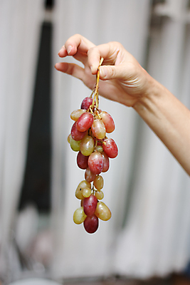 포토 JPG 해외이미지 1 손 음식 과일 포도 관리 사람 사람없음 빨간색 주방 껍질 신선 선택 준비 해외202004 해외포토 컬러 컨셉 신체부위 파일형식 이미지허브