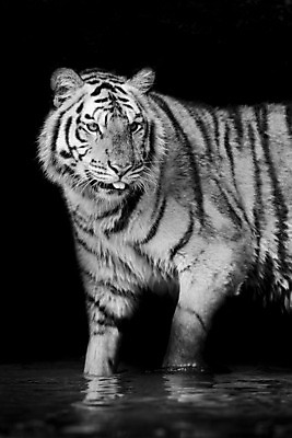 포토 JPG 해외이미지 동물 응시 시선 얼굴 야생동물 포유류 자연 털 사람없음 초록색 강 머리 고양이 줄무늬 분노 표현 호랑이 해조류 닫기 보호 위험 큼 사파리 사냥 육식동물 사냥꾼 표범 공격적 시베리아 해외202004 해외포토 직업 감정 컬러 컨셉 무늬 모션 신체부위 반려동물 해양식물 크기 생태계 파일형식 이미지허브