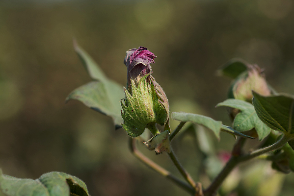 포토 JPG 해외이미지 식물 꽃 산업 줄기 백그라운드 밭 농업 공 자연 건조 사람없음 경제 농작물 농장 환경 수확 성장 흰색 나뭇가지 직물 면 인도인 수집 순수 유기농 질감 날것 부드러움 섬유 솜털 내추럴 꼬투리 밭일 숙성 유전 해외202004 해외포토 외국인 나무 웰빙 컬러 컨셉 동양인 감각 생태계 파일형식 이미지허브