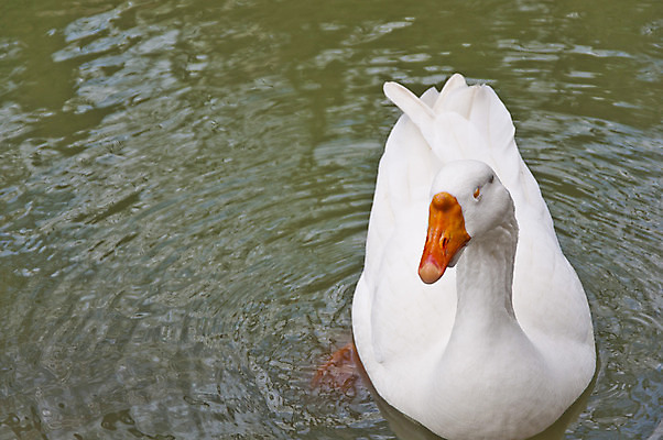 포토 JPG 해외이미지 동물 1 공원 야생동물 바다 신체 날개 오렌지 자연 조류 사람없음 물 파란색 반사 갈색 머리 검은색 수영 회색 흰색 연못 오스트리아 큼 깃털 싱글 부리 목 거위 물새 계산서 동물상 해외202004 해외포토 자연요소 공공시설 유럽 컬러 과일 신체부위 조형물 수상스포츠 크기 생태계 파일형식 이미지허브