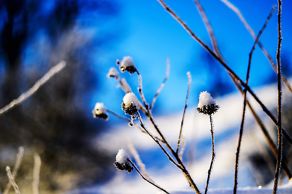 포토 JPG 해외이미지 나무 디자인 계절 공원 여행 백그라운드 크리스마스 겨울 자연 하늘 날씨 풍경 사람없음 야외 목재 파란색 빛 햇빛 태양 일출 맑음 냉동 얼음 일몰 새벽 추위 백발 흰색 나뭇가지 숲 12월 질감 서리 장면 북쪽 자작나무 1월 폭설 눈내림 해외202004 해외포토 자연요소 식물 헤어스타일 공공시설 기념일 컬러 재료 눈_날씨 노을 날짜 자연재해 방향 생태계 파일형식 이미지허브