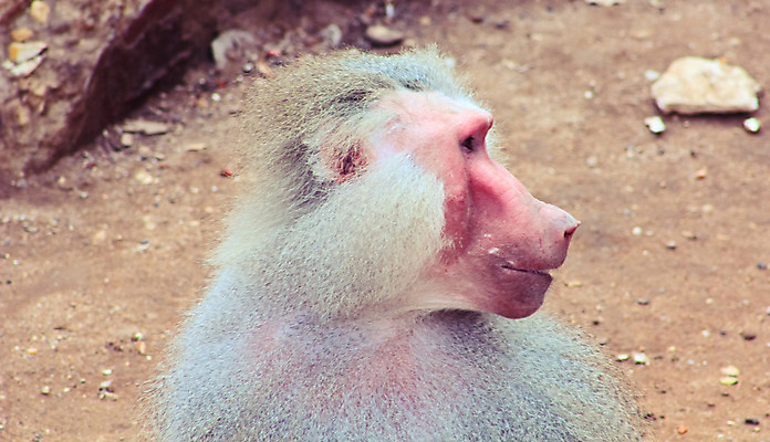 포토 JPG 해외이미지 동물 공원 야생동물 여행 백그라운드 장난 포유류 가족 아프리카 자연 휴가 생물 털 동물원 이집트 미술 풍경 사람없음 검은색 기쁨 원숭이 아기 황무지 숲 사파리 꼬리 서식지 유인원 고립 에티오피아 탄자니아 해외202004 해외포토 공공시설 감정 나라 컬러 관계 문화예술 사람 생태계 파일형식 이미지허브