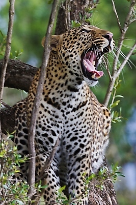 포토 JPG 해외이미지 나무 동물 응시 공원 얼굴 야생동물 스포츠 여행 포유류 아프리카 자연 수염 국립공원 사람없음 여행객 환경 고양이 나뭇가지 관찰 점 기다림 큼 검색 육식동물 표범 랜드마크 사바나 탄자니아 평야 해외202004 해외포토 멸종위기종 식물 시선 공공시설 나라 모션 사람 신체부위 반려동물 크기 생태계 파일형식 이미지허브