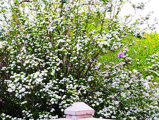 포토 JPG 해외이미지 나무 식물 디자인 계절 꽃잎 꽃 분홍색 백그라운드 잎 꽃무늬 자연 하늘 건강 사람없음 야외 컬러풀 정원 맑음 봄 성장 벚꽃 흰색 나뭇가지 신선 개화 체리 닫기 과수원 4월 원예 보케 내추럴 해외202004 해외포토 컬러 무늬 농업 과일 모션 날씨 취미 날짜 생태계 파일형식 이미지허브