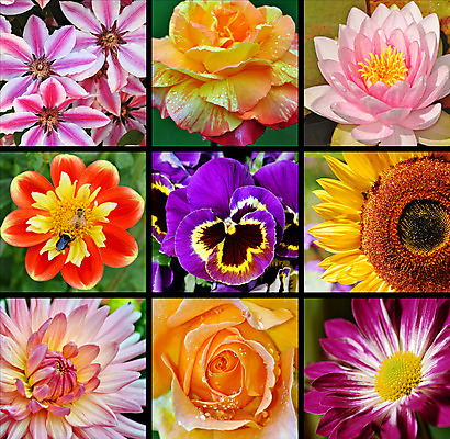 포토 JPG 해외이미지 식물 꽃 분홍색 백그라운드 꽃무늬 패턴 오렌지 자연 사람없음 컬러풀 장미 봄 활발 벚꽃 개화 수집 달리아 모음 해외202004 해외포토 계절 컬러 컨셉 무늬 과일 한글 생태계 파일형식 이미지허브