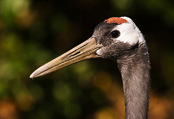 포토 JPG 해외이미지 동물 조류 밥 사람없음 빨간색 일본 검은색 중국 흰색 행운 심볼 기중기 해외202004 해외포토 아시아 음식 컬러 컨셉 중장비 파일형식 이미지허브