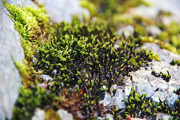 포토 JPG 해외이미지 식물 백그라운드 잎 자연 표면 이끼 풍경 사람없음 야외 초록색 정원 봄 회색 젖음 촉촉함 성장 바위 신선 균열 닫기 숲 묘사 내추럴 고체 곰팡이 옛날 해외202004 해외포토 계절 컬러 모션 돌_바위 생태계 파일형식 이미지허브