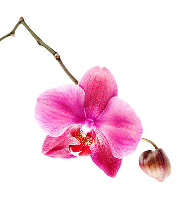 포토 JPG 해외이미지 식물 꽃잎 꽃 줄기 분홍색 백그라운드 꽃무늬 자연 사람없음 빨간색 우주 보라색 검은색 봄 활발 벚꽃 나뭇가지 신선 난초 우아함 오브젝트 싱글 질감 호접란 고립 이국적 해외202004 해외포토 나무 계절 컬러 컨셉 무늬 생태계 파일형식 이미지허브