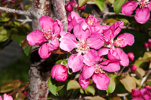 포토 JPG 해외이미지 나무 식물 디자인 계절 꽃잎 꽃 분홍색 잎 꽃무늬 농업 자연 벽지 사람없음 야외 장식 빨간색 초록색 여름 정원 봄 성장 벚꽃 나뭇가지 신선 화려 개화 질감 내추럴 해외202004 해외포토 산업 컬러 컨셉 무늬 생태계 파일형식 이미지허브