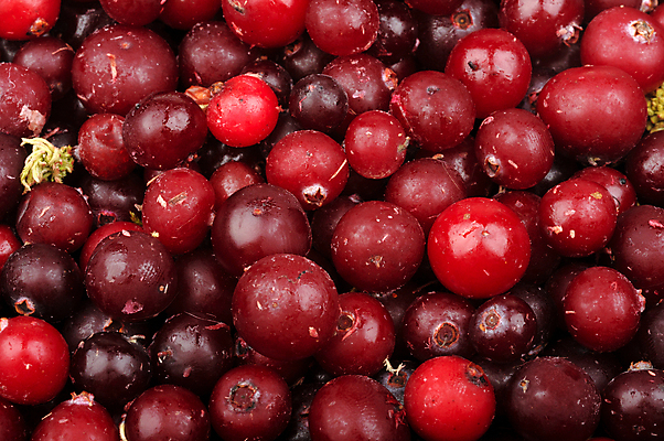 포토 JPG 해외이미지 열매 음식 백그라운드 과일 재료 건강 사람없음 빨간색 쌓기 냉동 얼음 추위 날것 흙더미 내추럴 숙성 해외202004 해외포토 자연요소 식물 컬러 모션 흙 파일형식 더미 이미지허브