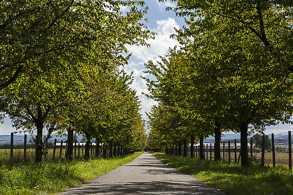 포토 JPG 해외이미지 나무 도로 길 여행 백그라운드 잎 자연 풍경 사람없음 초록색 여름 울타리 농경지 운전 시골 아스팔트 좁은 탐사 루트 직진 해외202004 해외포토 식물 계절 컬러 교통시설 모션 담장 농장 생태계 파일형식 이미지허브