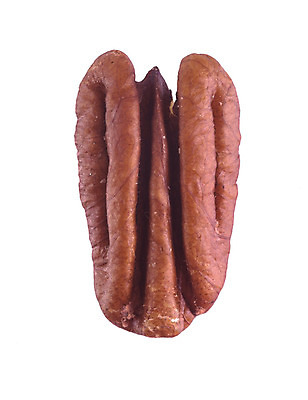 포토 JPG 해외이미지 음식 백그라운드 다이어트 과일 재료 건강 씨앗 사람없음 갈색 견과류 껍질 흰색 오픈 그룹 닫기 유기농 날것 호두 내추럴 고립 해외202004 해외포토 식물 웰빙 컬러 모션 파일형식 이미지허브