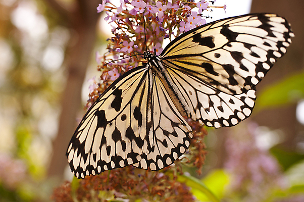 포토 JPG 해외이미지 식물 동물 꽃 야생동물 과학 나비 곤충 잎 날개 자연 아이디어 종류 미술 사람없음 컬러풀 닫기 묘사 유기농 생물학 꿀 주둥이 동물상 아열대 해외202004 해외포토 웰빙 교육 컬러 컨셉 모션 문화예술 조형물 생태계 파일형식 이미지허브