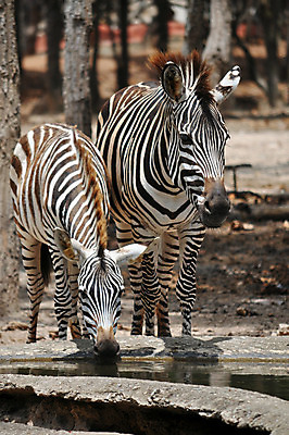 포토 JPG 해외이미지 나무 동물 공원 여자 남자 야생동물 여행 포유류 아프리카 자연 하늘 휴가 함께함 사랑 사람없음 초록색 물 여름 파란색 빛 노란색 검은색 줄무늬 운전 사막 마시기 흰색 그룹 황무지 개 사파리 얼룩말 표범 남쪽 돌봄 사바나 세렝게티 전국 평야 해외202004 해외포토 자연요소 식물 계절 공공시설 감정 나라 컬러 컨셉 무늬 모션 사람 말_동물 방향 생태계 파일형식 이미지허브