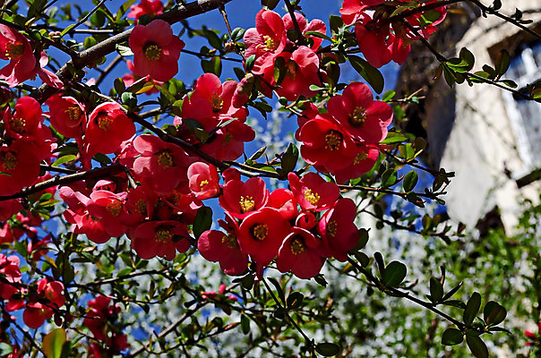 포토 JPG 해외이미지 나무 식물 계절 공원 꽃잎 꽃 잎 꽃무늬 자연 사람없음 빨간색 초록색 빛 정원 일본 봄 성장 벚꽃 나뭇가지 개화 과수원 묘사 내추럴 불가리아 해외202004 해외포토 공공시설 아시아 컬러 무늬 농업 생태계 파일형식 남유럽 이미지허브
