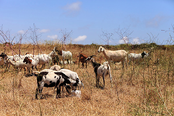 포토 JPG 해외이미지 동물 공원 자국 산 주택 사람없음 농장 가축 하이킹 황무지 언덕 해외202004 해외포토 공공시설 농업 레저 건물 파일형식 이미지허브