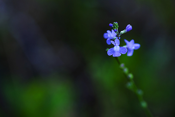 포토 JPG 해외이미지 식물 꽃 야생동물 벽 꽃무늬 자연 영국 잉글랜드 풍경 사람없음 가로 여름 파란색 노란색 보라색 봄 들꽃 바위 흰색 작음 아이비 해외202004 해외포토 동물 계절 유럽 컬러 무늬 돌_바위 크기 생태계 파일형식 이미지허브