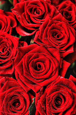 포토 JPG 해외이미지 꽃잎 꽃 백그라운드 프레임 사랑 사람없음 빨간색 세로 장미 머리 우주 침대 신선 그룹 큼 배열 가득함 오브젝트 각도 해외202004 해외포토 식물 감정 컬러 가구 신체부위 크기 파일형식 이미지허브