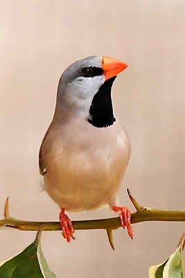 포토 JPG 해외이미지 동물 남자 야생동물 백그라운드 자연 조류 사람없음 컬러풀 작음 깃털 부리 동물상 이국적 해외202004 해외포토 컬러 사람 조형물 크기 생태계 파일형식 이미지허브