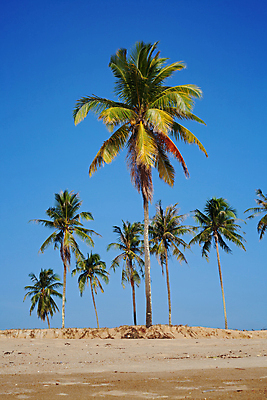 포토 JPG 해외이미지 나무 아시아 모래 파도 바다 여행 태국 자연 하늘 휴가 휴식 손바닥 사람없음 여름 파란색 흰색 고독 매끈함 탈출 코코넛 멀리 이국적 해외202004 해외포토 식물 손 계절 감정 나라 컬러 컨셉 과일 감각 생태계 파일형식 이미지허브