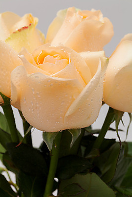 포토 JPG 해외이미지 식물 꽃잎 꽃 길 꽃다발 백그라운드 잎 꽃무늬 자연 발렌타인데이 선물 사랑 씨앗 사람없음 장식 초록색 컬러풀 장미 벚꽃 흰색 신선 원형 우아함 혼합 배열 묘사 질감 내추럴 고립 해외202004 해외포토 도형 감정 컬러 컨셉 무늬 데이이벤트 생태계 파일형식 이미지허브