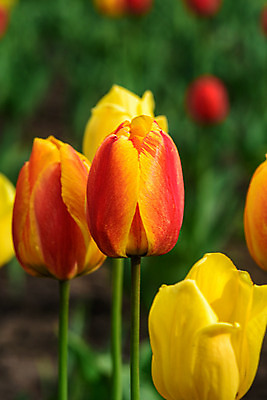 포토 JPG 해외이미지 식물 계절 꽃잎 꽃 분홍색 잎 꽃무늬 밭 오렌지 자연 사람없음 빨간색 초록색 여름 컬러풀 노란색 정원 보라색 봄 튤립 벚꽃 개화 내추럴 해외202004 해외포토 컬러 무늬 농업 과일 생태계 파일형식 이미지허브