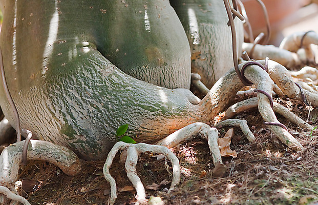 포토 JPG 해외이미지 나무 식물 전통 아시아 문화 백그라운드 낙엽 잎 태국 자연 동양인 사람없음 초록색 일본 중국 봄 미니어처 흰색 나뭇가지 작음 뿌리 분재 난쟁이 고립 옛날 가문비나무 해외202004 해외포토 계절 나라 컬러 인종 모형 크기 생태계 파일형식 이미지허브