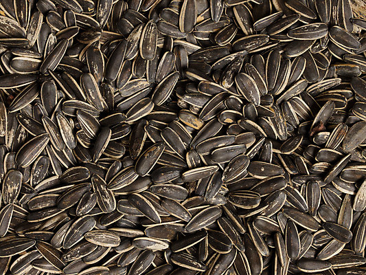 포토 JPG 해외이미지 음식 채소 해바라기 요리 씨앗 사람없음 굽기 알맹이 해외202004 해외포토 식물 꽃 구이 파일형식 이미지허브