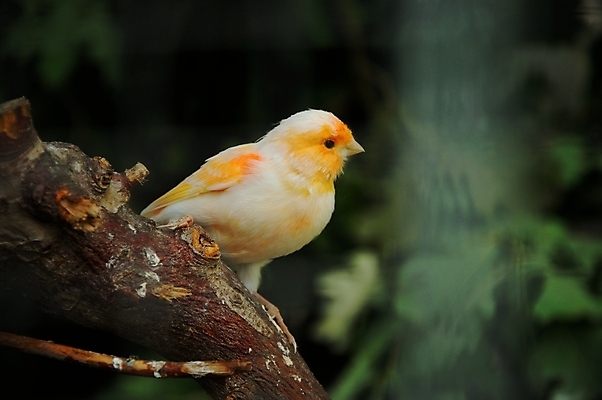 포토 JPG 해외이미지 나무 동물 척추동물 야생동물 오렌지 자연 조류 종류 앉기 사람없음 컬러풀 노란색 정원 나뭇가지 황무지 작음 깃털 부리 새장 동물상 해외202004 해외포토 식물 컬러 과일 모션 조형물 크기 생태계 케이지 파일형식 이미지허브