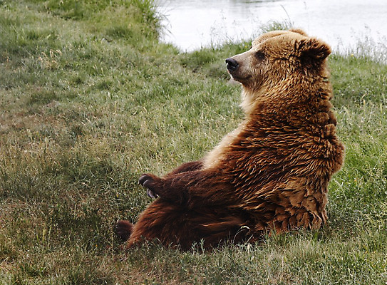 포토 JPG 해외이미지 동물 야생동물 곰 포유류 자연 앉기 사람없음 야외 물 갈색 위험 해외202004 해외포토 자연요소 컬러 컨셉 모션 생태계 파일형식 이미지허브