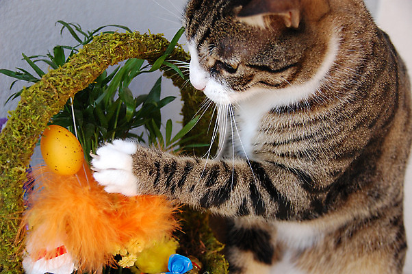 포토 JPG 해외이미지 동물 1 얼굴 포옹 놀이 부활절 주택 사람없음 반려동물 장난감 계란 고양이 입 사발 토막 해외202004 해외포토 기념일 포유류 안기 건물 신체부위 알 사기그릇 파일형식 이미지허브