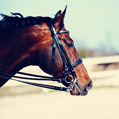 포토 JPG 해외이미지 동물 스포츠 포유류 자연 털 건강 사람없음 야외 옆모습 반려동물 달리기 농장 갈색 머리 검은색 어둠 가축 힘 경쟁 목장 우정 시골 레이싱 승마 우아함 승차 경계 코 갈기 굴레 웅장함 해외202004 해외포토 뷰포인트 컬러 컨셉 농업 모션 시합 신체부위 친구 생태계 파일형식 이미지허브