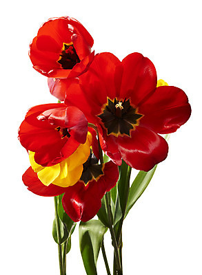 포토 JPG 해외이미지 스튜디오촬영 식물 계절 꽃잎 꽃 꽃다발 자연 사람없음 빨간색 초록색 노란색 봄 튤립 그룹 자르기 흰배경 열정 고립 해외202004 해외포토 감정 컬러 백그라운드 모션 실내 흰색 생태계 파일형식 이미지허브