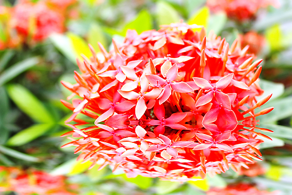 포토 JPG 해외이미지 식물 디자인 꽃잎 꽃 백그라운드 꽃무늬 밭 자연 수채화 미술 사람없음 빨간색 초록색 여름 컬러풀 정원 봄 수확 벚꽃 흰색 닫기 양귀비 고립 해외202004 해외포토 계절 컬러 무늬 농업 모션 문화예술 생태계 파일형식 이미지허브