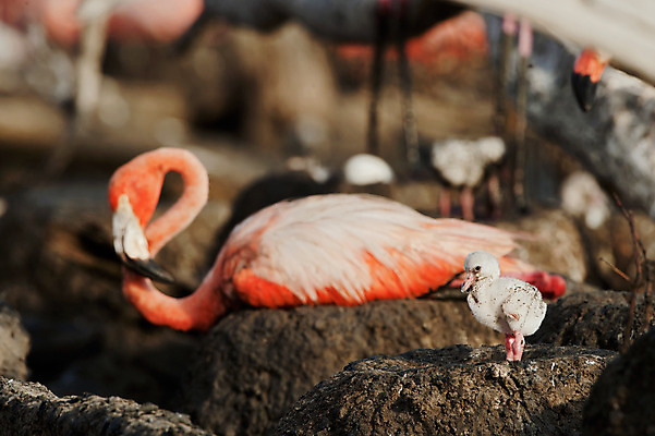 포토 JPG 해외이미지 동물 야생동물 어린이 새끼 분홍색 2 날개 가족 자연 조류 새로움 병아리 앉기 사람없음 야외 빨간색 빛 장미 머리 아기 둥지 작음 플라밍고 깃털 부리 목 서식지 내추럴 동물상 해외202004 해외포토 꽃 컬러 컨셉 관계 모션 사람 신체부위 조형물 크기 생태계 파일형식 이미지허브
