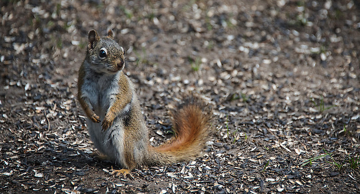 포토 JPG 해외이미지 동물 야생동물 발 생물 사람없음 빨간색 귀여움 봄 황무지 설치류 숲 모피 불안 속도 호기심 코 다람쥐 귀 발톱 해외202004 해외포토 계절 감정 컬러 컨셉 신체부위 파일형식 이미지허브