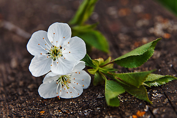 포토 JPG 해외이미지 나무 식물 계절 꽃잎 꽃 백그라운드 잎 자연 표면 사람없음 야외 초록색 정원 봄 성장 벚꽃 흰색 나뭇가지 체리 선택 4월 5월 목판 옛날 전경 해외202004 해외포토 컬러 컨셉 과일 풍경 날짜 생태계 파일형식 탑뷰 이미지허브