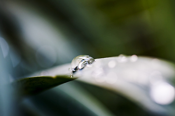 포토 JPG 해외이미지 식물 꽃 실루엣 지구 잎 자연 표면 아침 날씨 사람없음 초록색 물 햇빛 정원 봄 활발 에너지 물방울 시골 개화 닫기 원예 폭풍 정맥 땅바닥 영양분 해외202004 해외포토 주간 자연요소 계절 컬러 컨셉 모션 바닥 촬영기법 취미 태양 생태계 혈관 파일형식 이미지허브