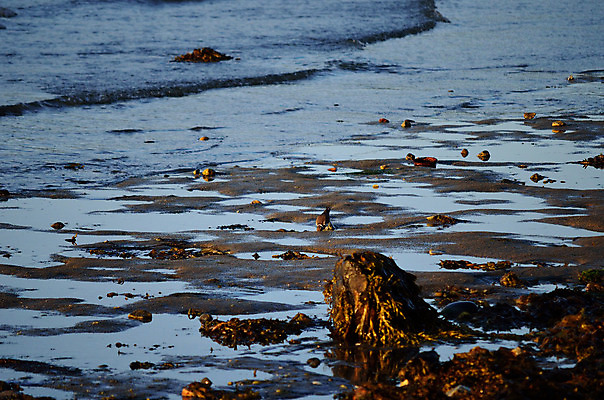 포토 JPG 해외이미지 계절 음식 바다 신체 날개 자연 조류 사람없음 물 햇빛 태양 맑음 검은색 회색 가을 바위 작음 먹기 깃털 참새 장면 해외202004 해외포토 자연요소 동물 컬러 모션 날씨 돌_바위 크기 생태계 파일형식 이미지허브
